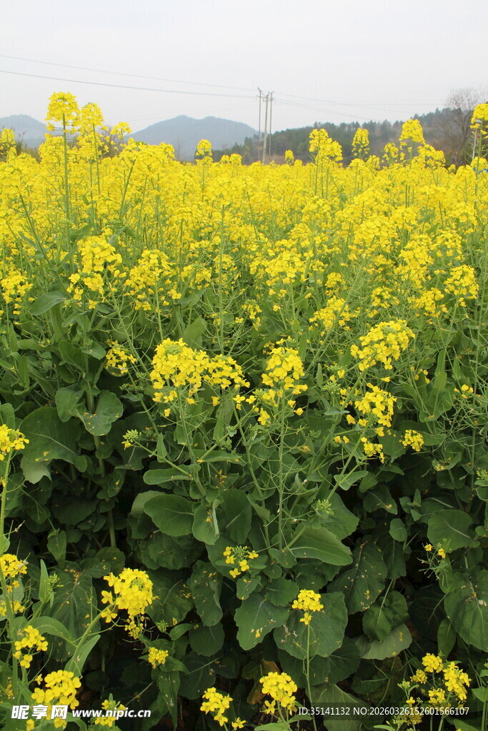 油菜花田