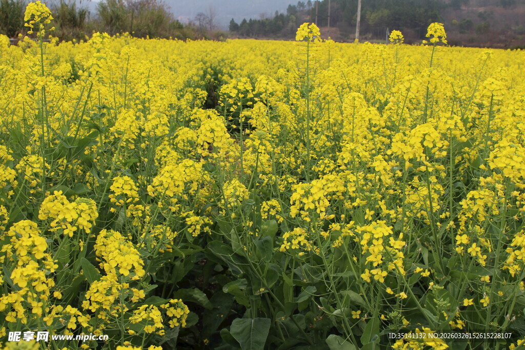 油菜花海