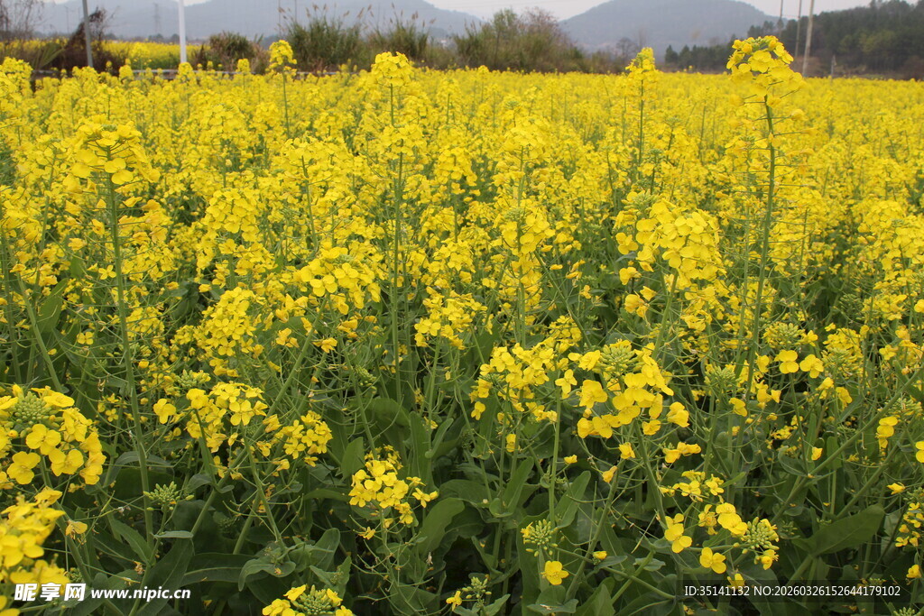 油菜花田