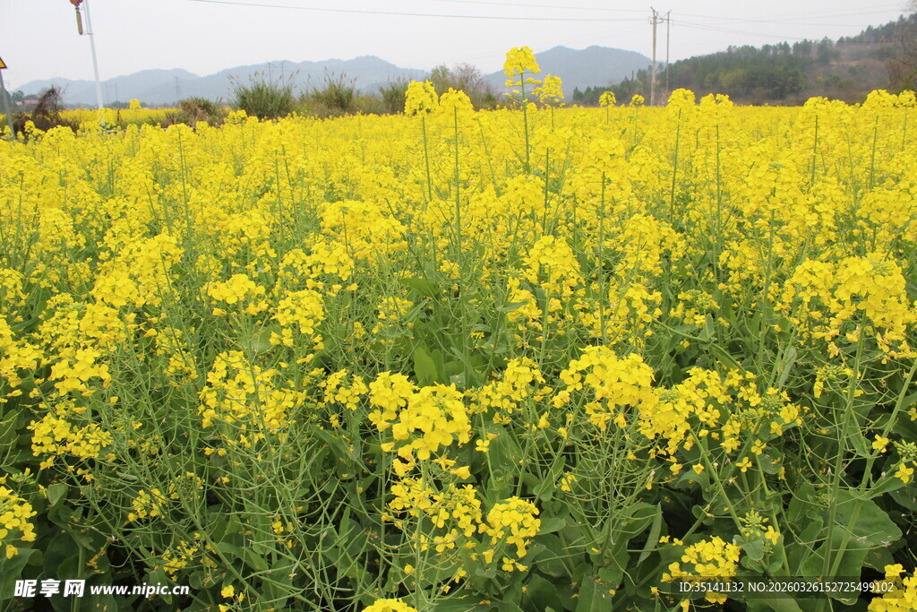 油菜花海