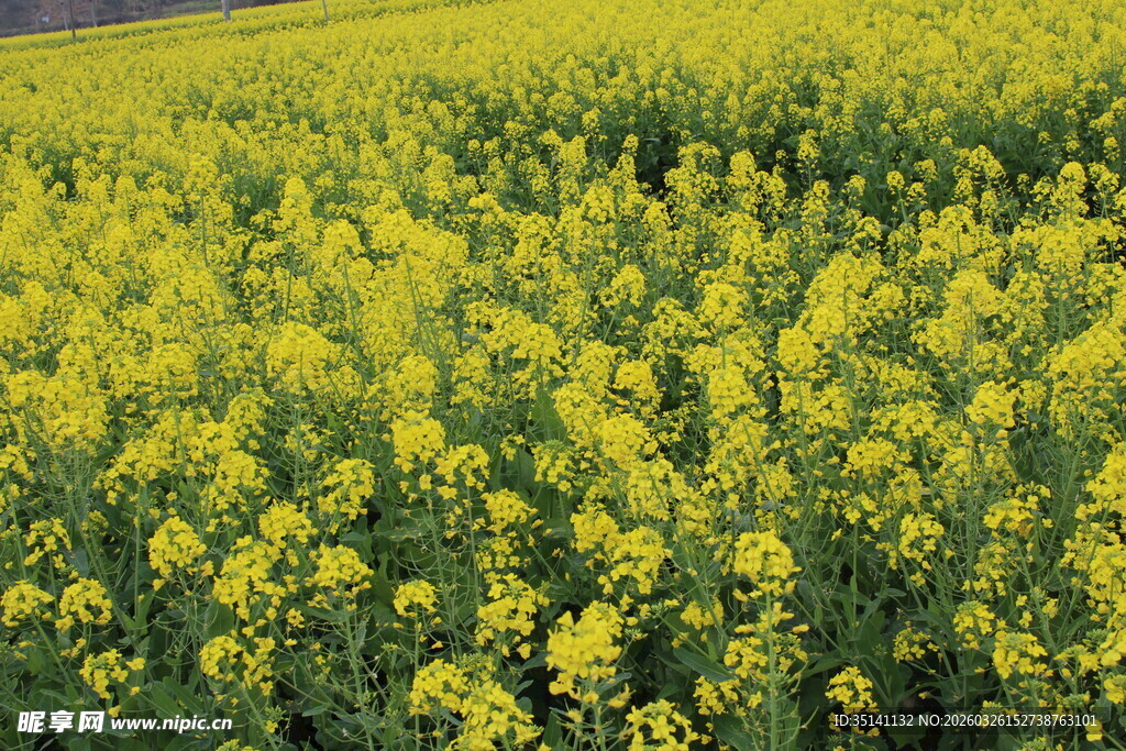 油菜花田