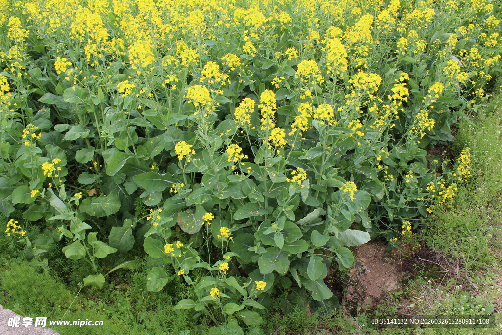 油菜花田