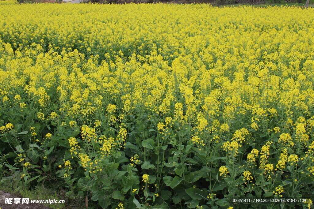 油菜花田