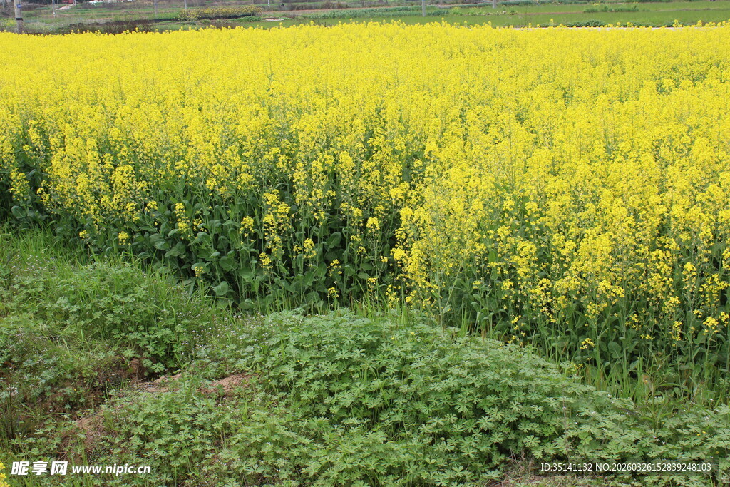 油菜田