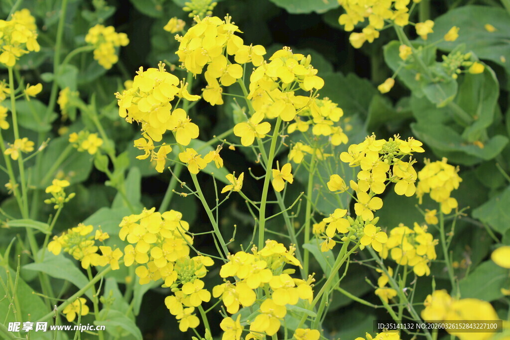 油菜花