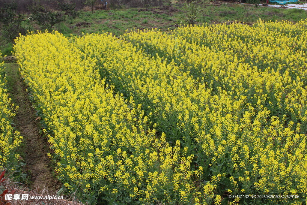 油菜田