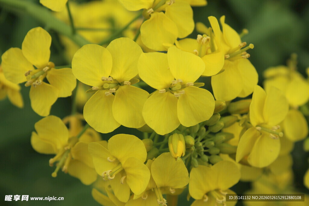 油菜花