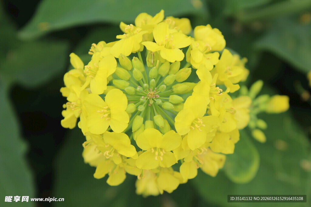 油菜花