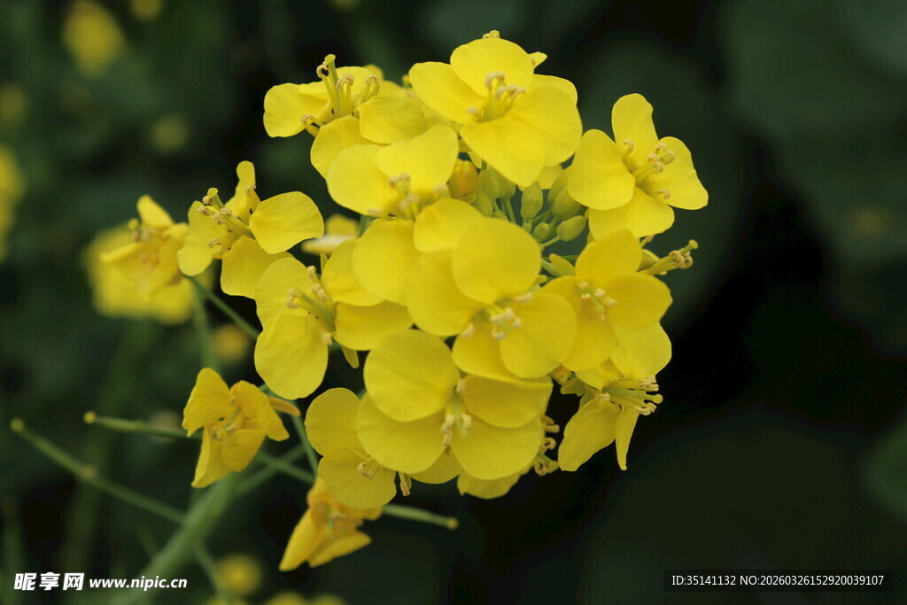 油菜花