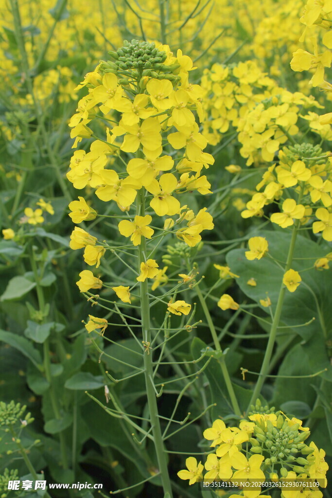 油菜花田