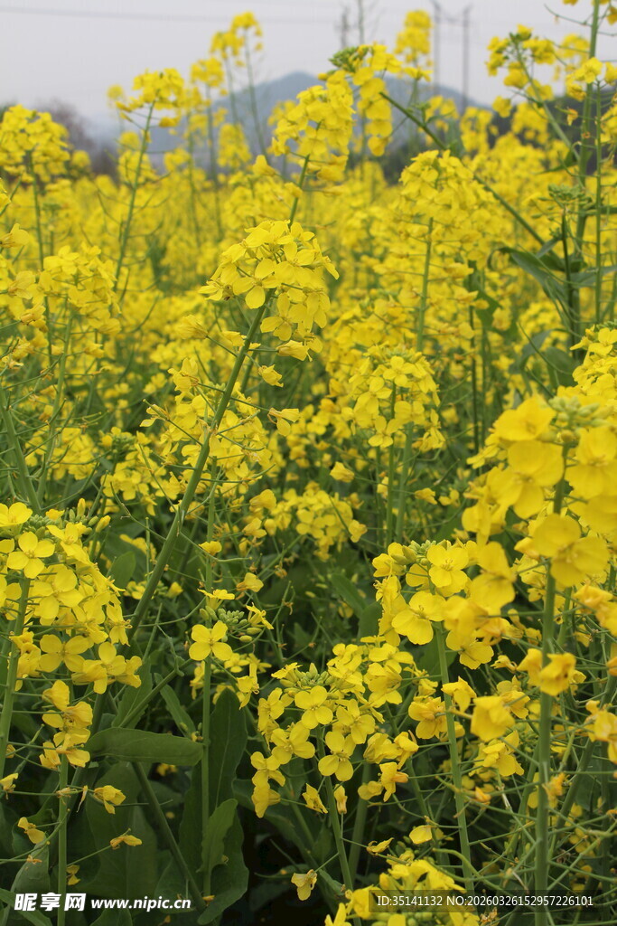 油菜花田