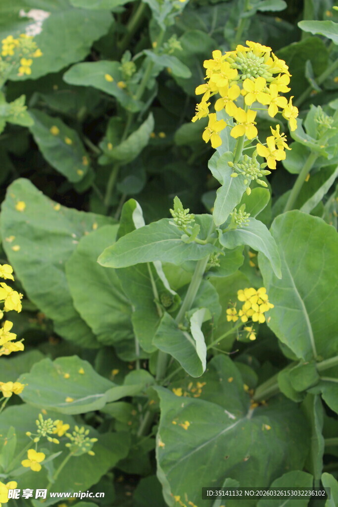 油菜花