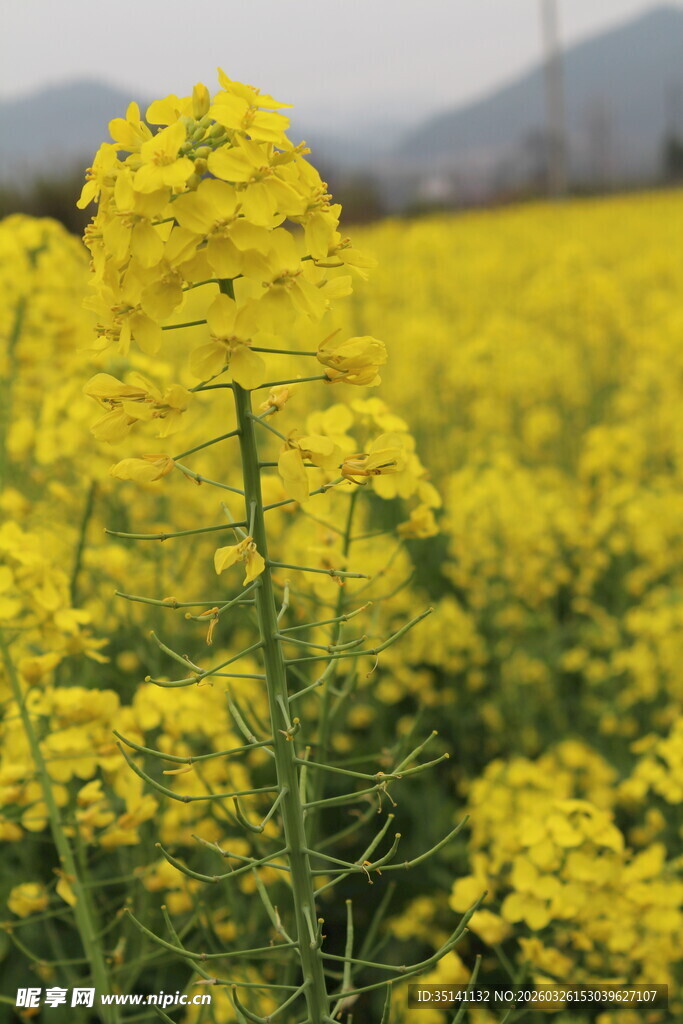 油菜花田