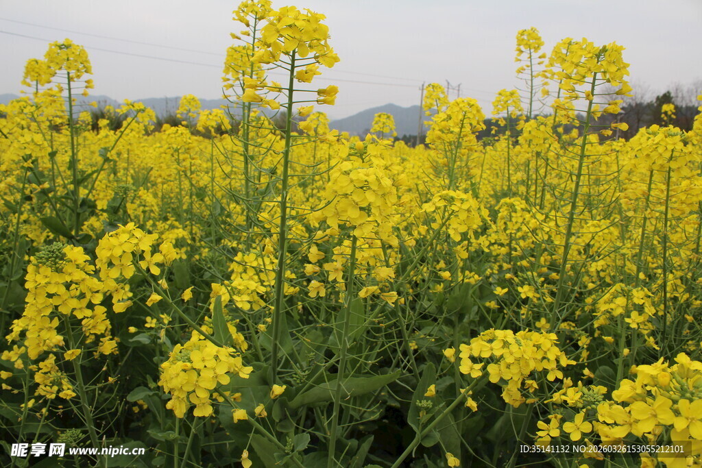 油菜花田