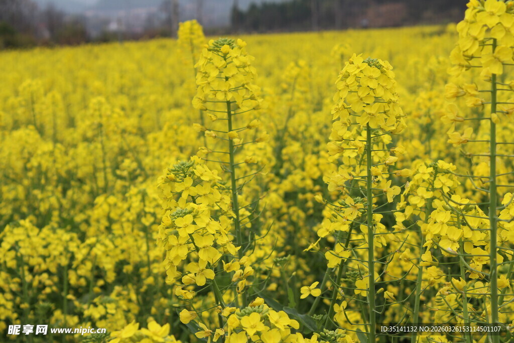 油菜花海