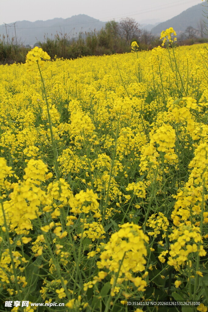 油菜花海