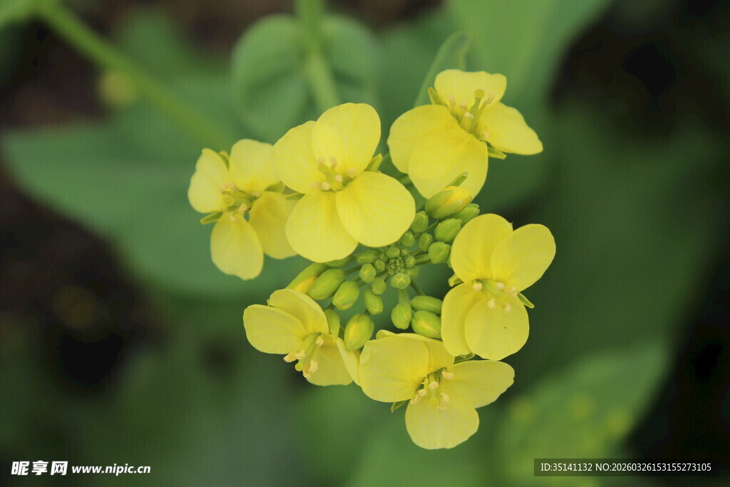 油菜花
