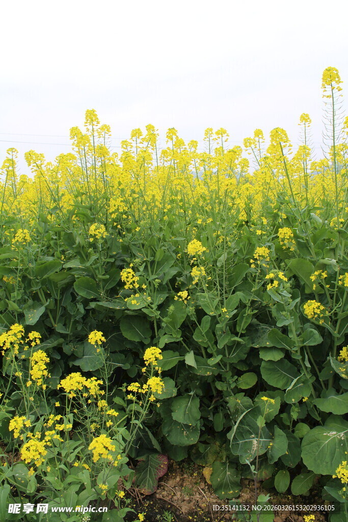 油菜花田
