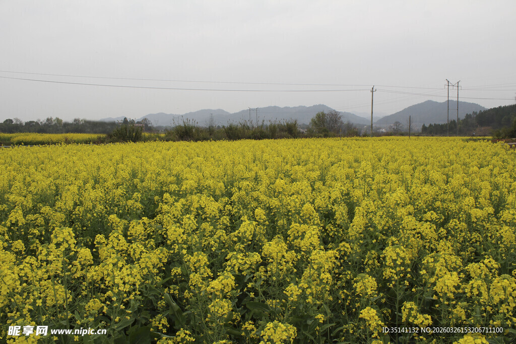油菜田