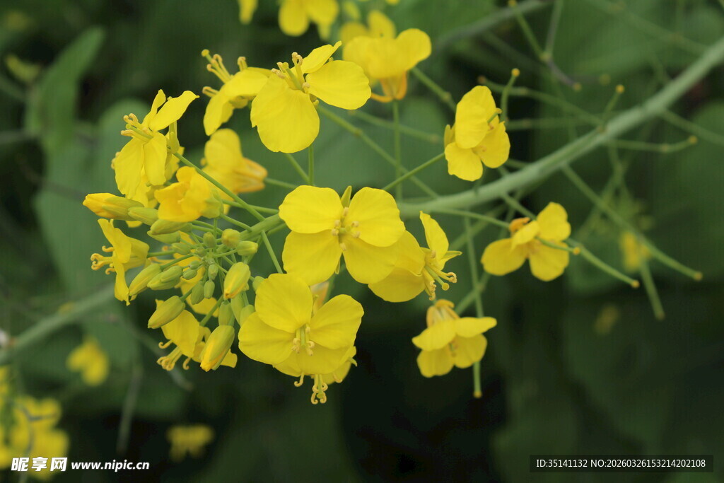 油菜花