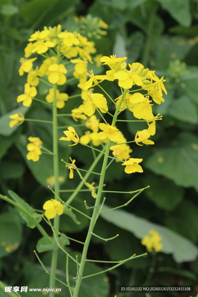 油菜花