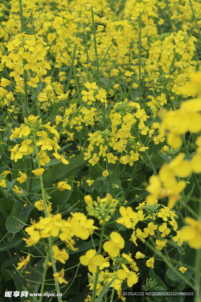 油菜花田
