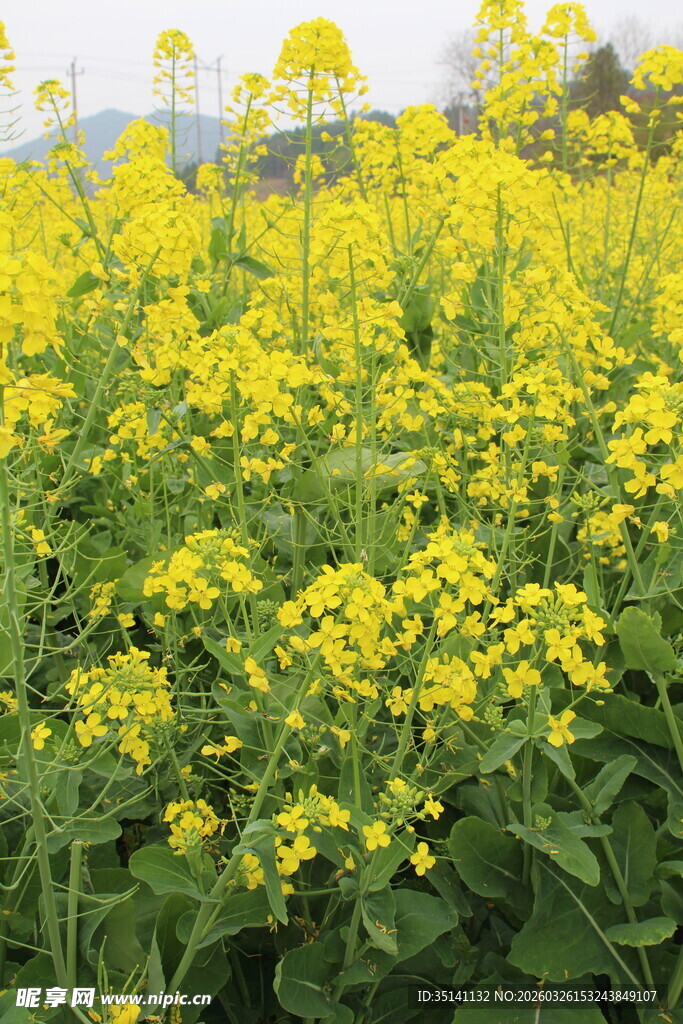 油菜花田