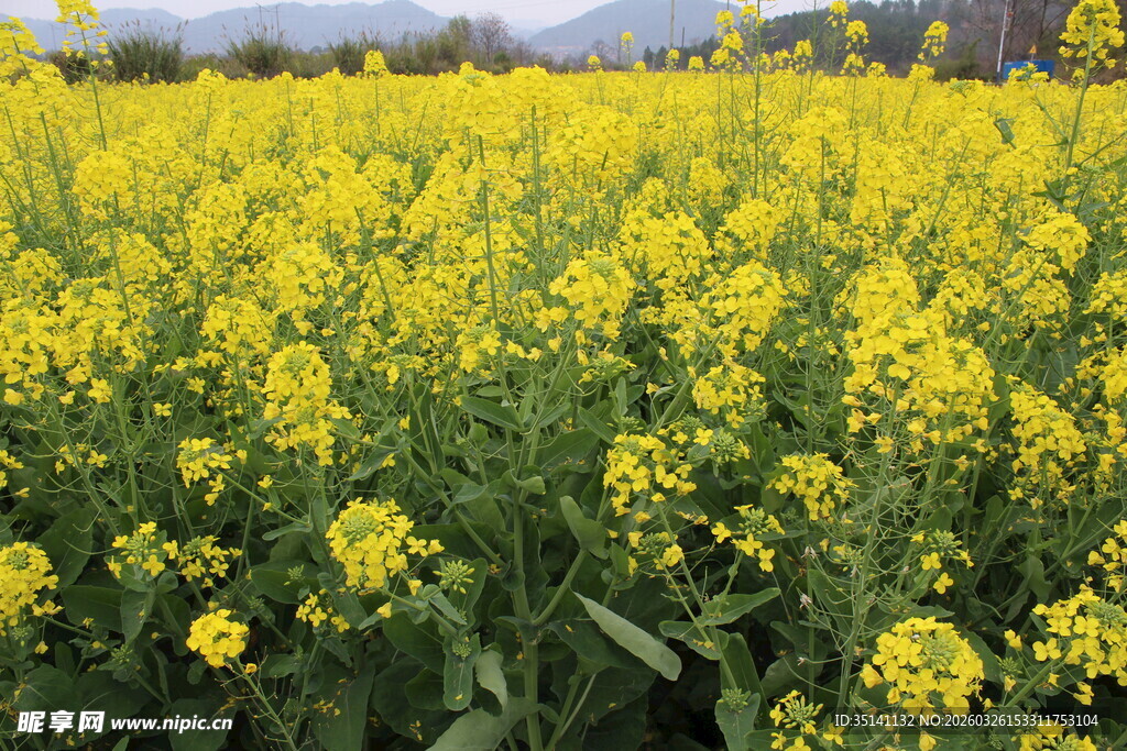 油菜花田