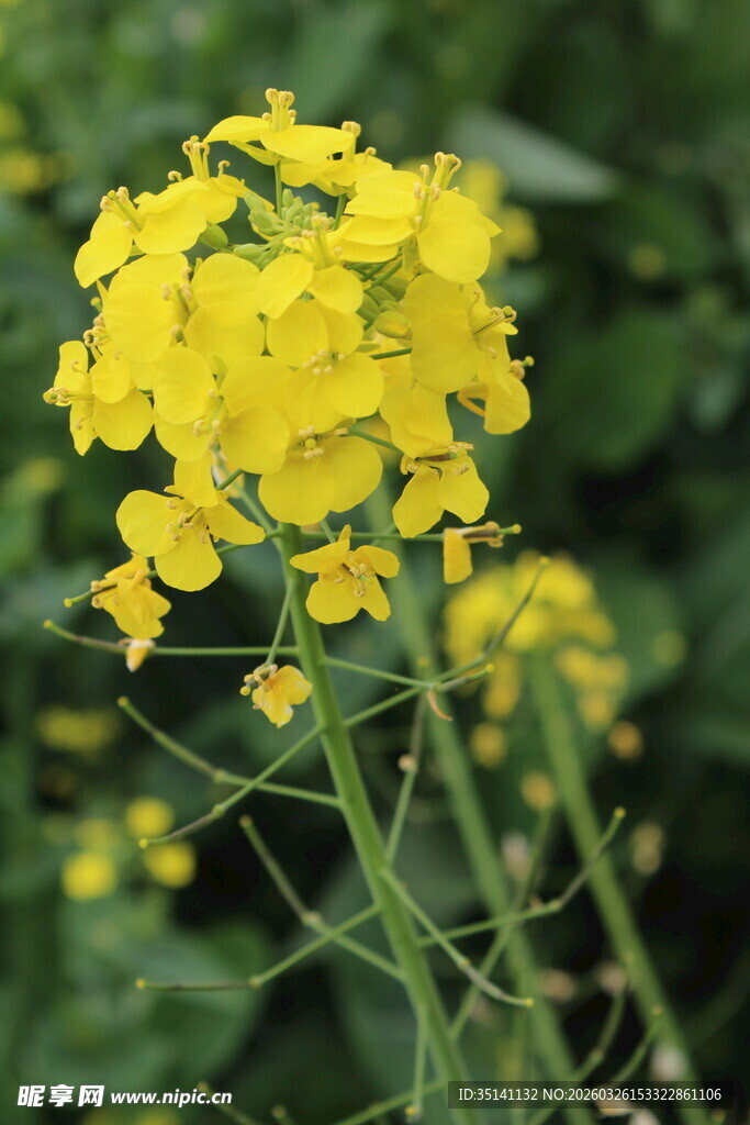 油菜花