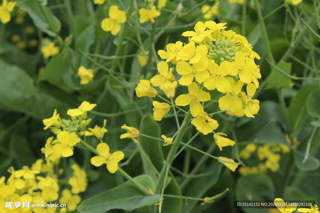 油菜花