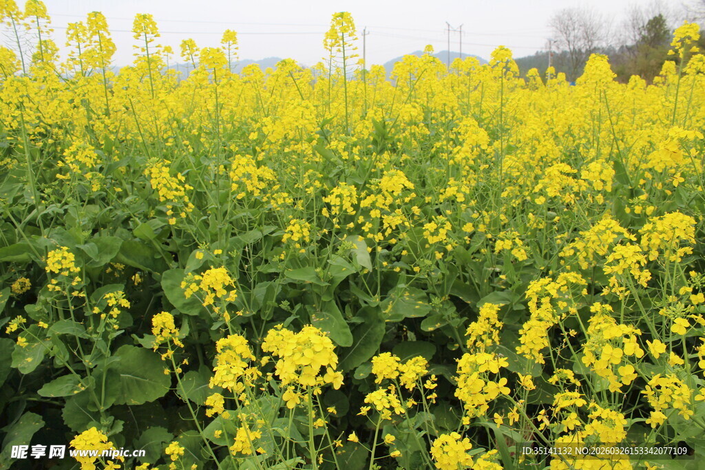 油菜花田