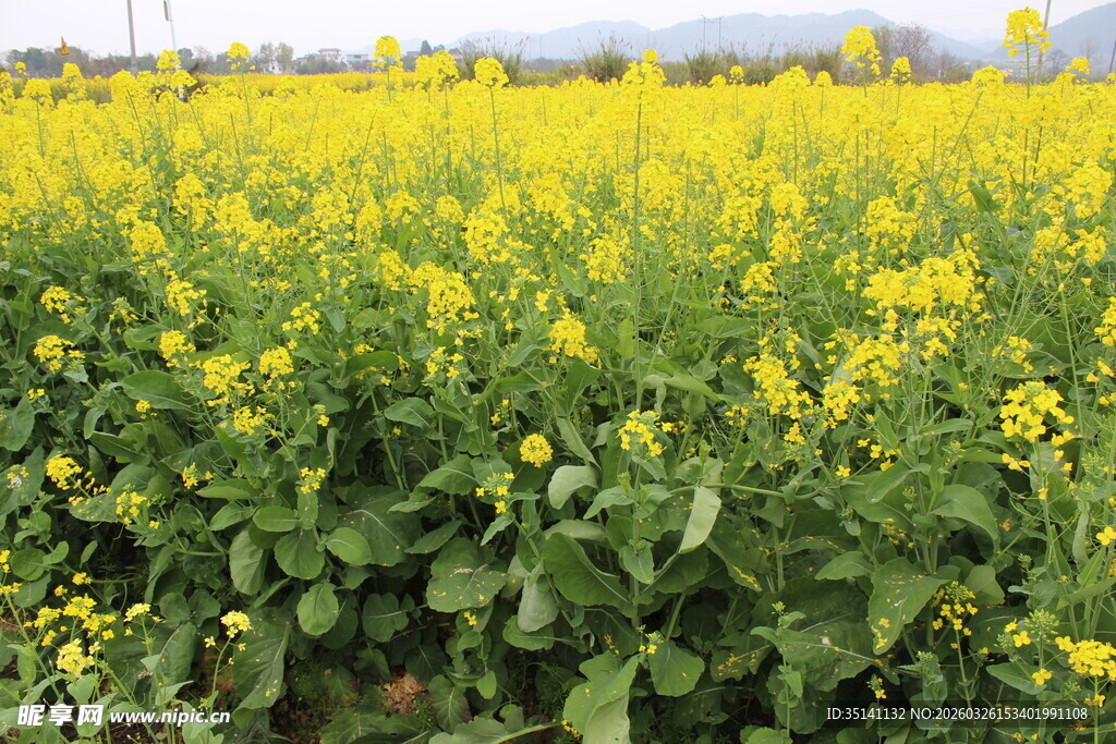油菜花田