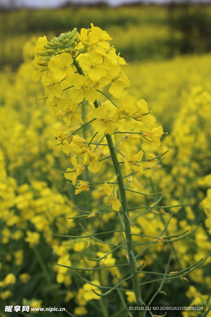 油菜花田