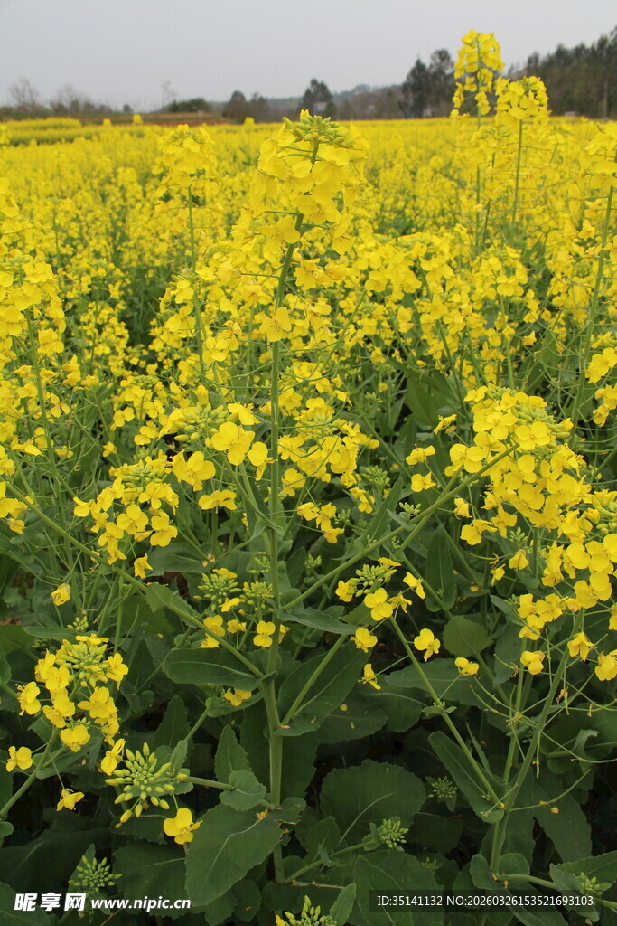 油菜花田