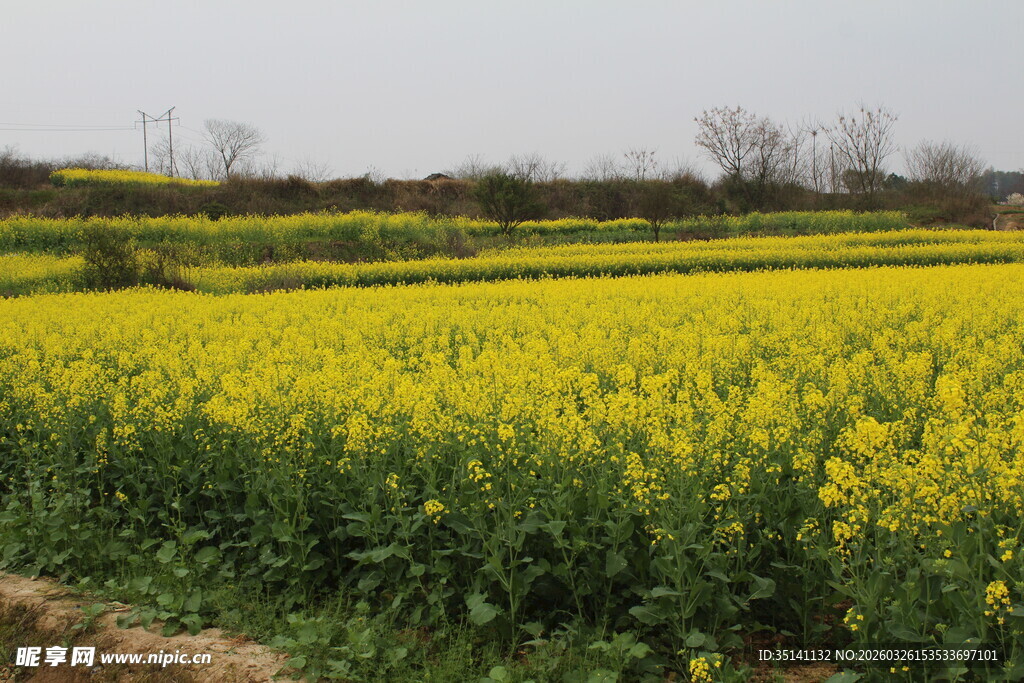 黄油菜田