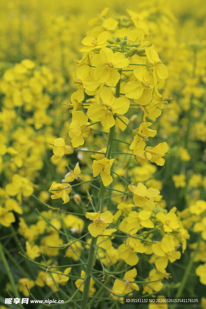 油菜花海