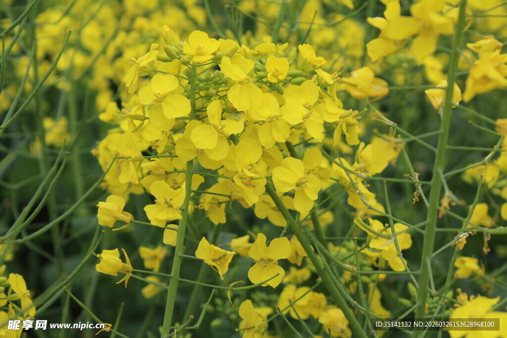 油菜花田