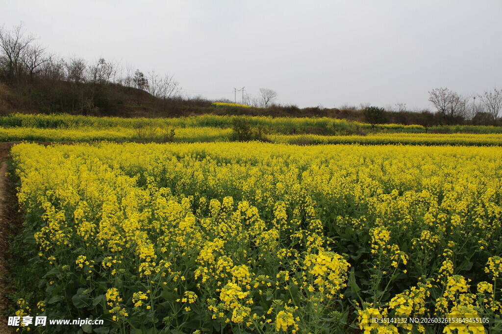 油菜田