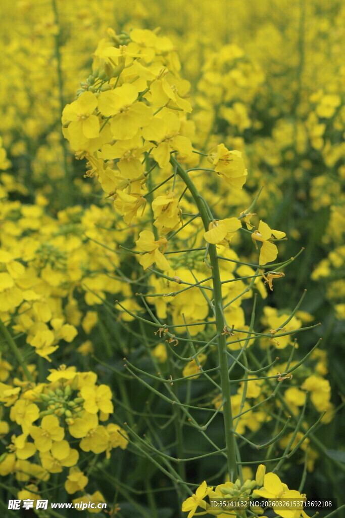 油菜花