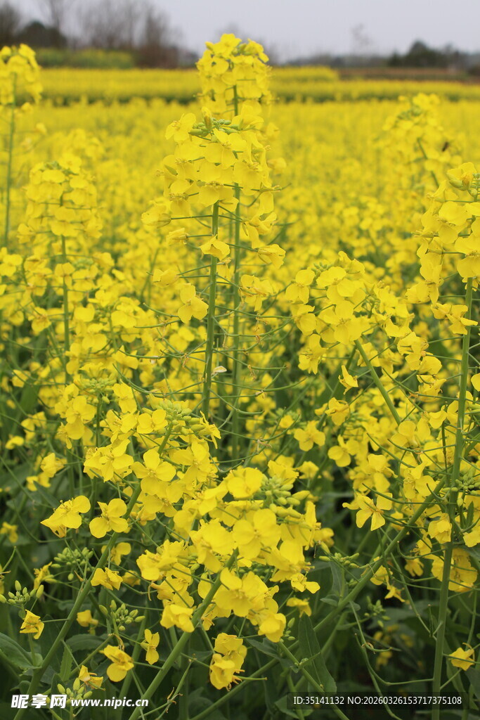 油菜花田