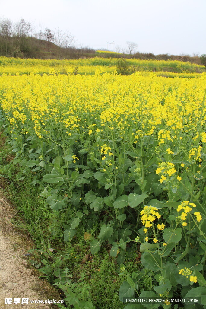 油菜田