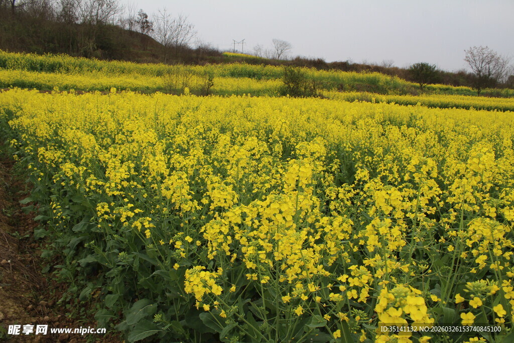 油菜田