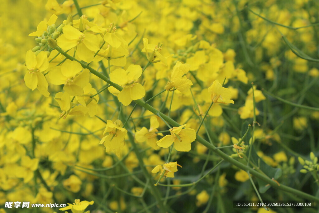 油菜花田
