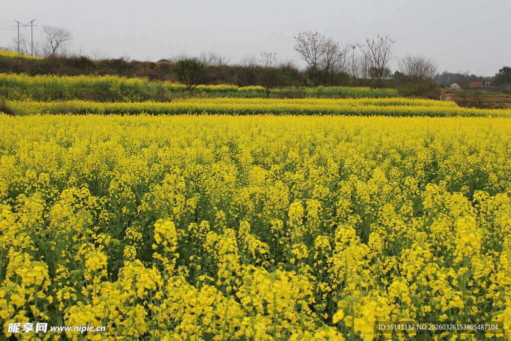 油菜花田