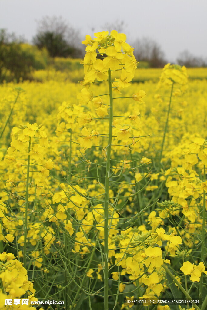 油菜花