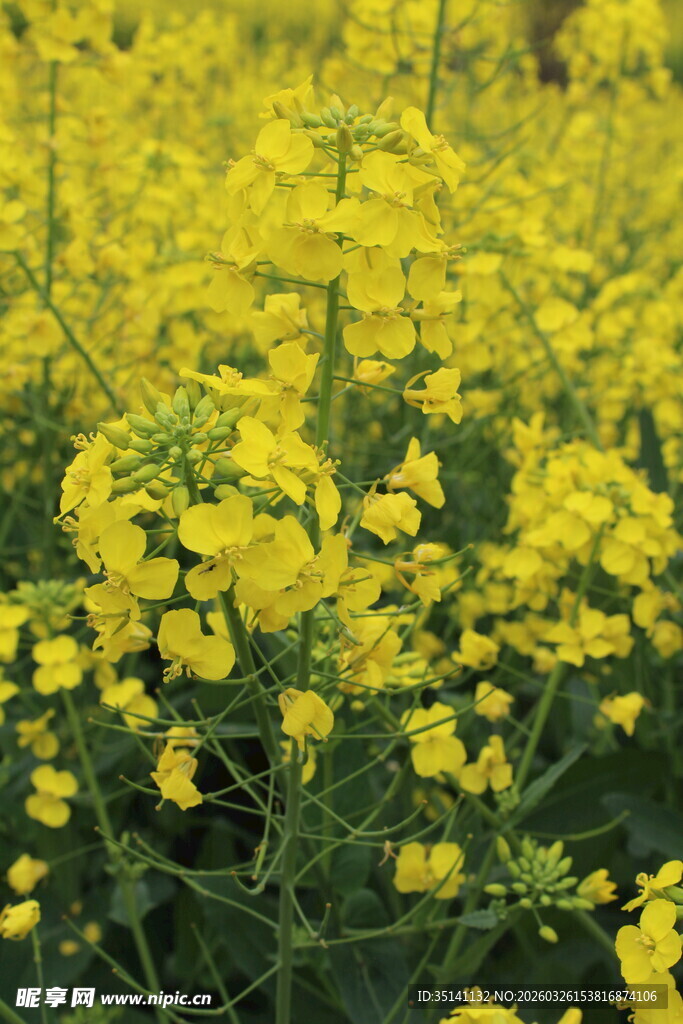 油菜花田