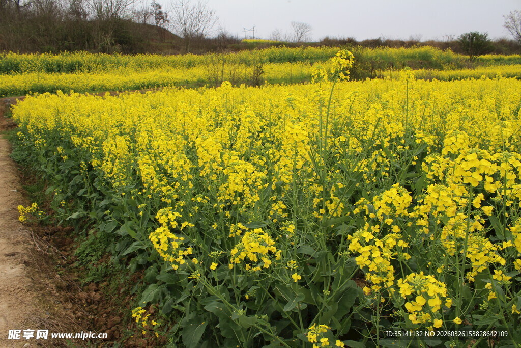 油菜田