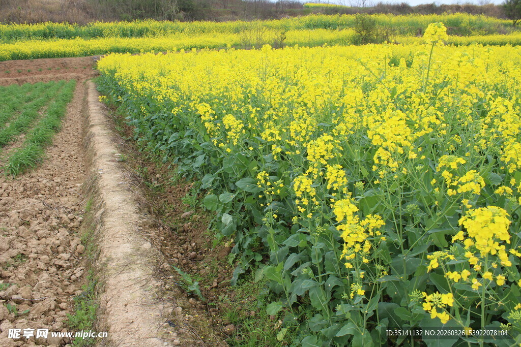 油菜田