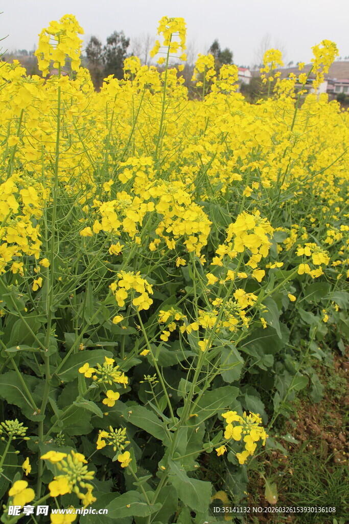 油菜花