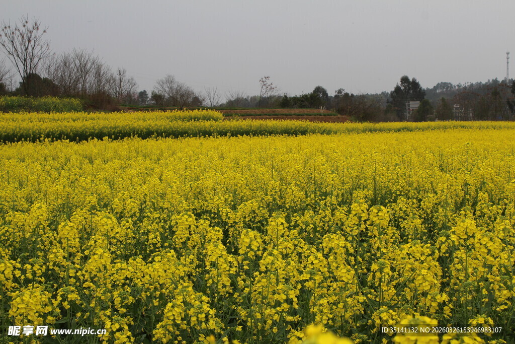 油菜田